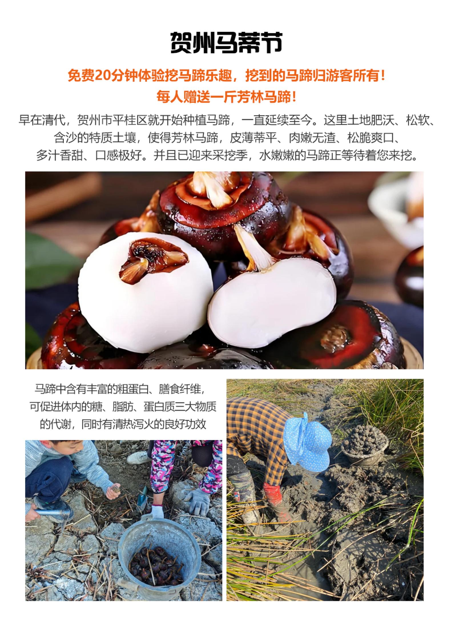 賀州馬蹄節(jié)高鐵3天_02